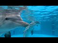 Winter, Hope and PJ the dolphins move into their new home at Clearwater Marine Aquarium