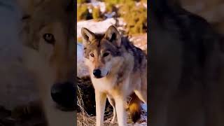 Giant Defends Wild Winter Meal! 😱