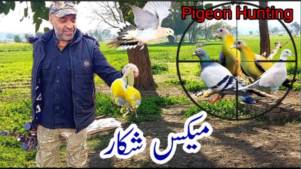 Pigeon Hunting In Pakistan 2023 2024 QS Airgun Russian Dove Hunting pigeon-hunting-in-pakistan-2023-2024-qs-airgun-russian-dove-hunting