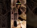 Spiders LICK The Floor With Their FEET 😱