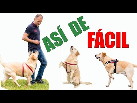 Video: ¿Qué es la Disfunción Cognitiva Canina?