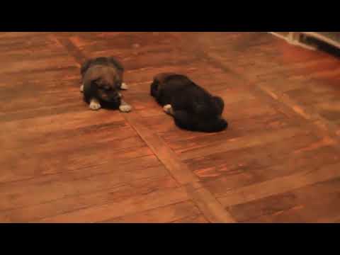 ქართული ნაგაზი 20 დღის ძუ და ხვადი / georgian shepherd 20 days male and female