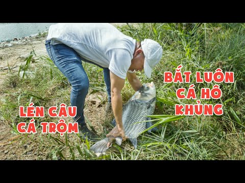Lén Câu Cá Trôm - Bắt Luôn Cá Hô Khủng Và Cái Kết | Chung Nguyễn Fishing
