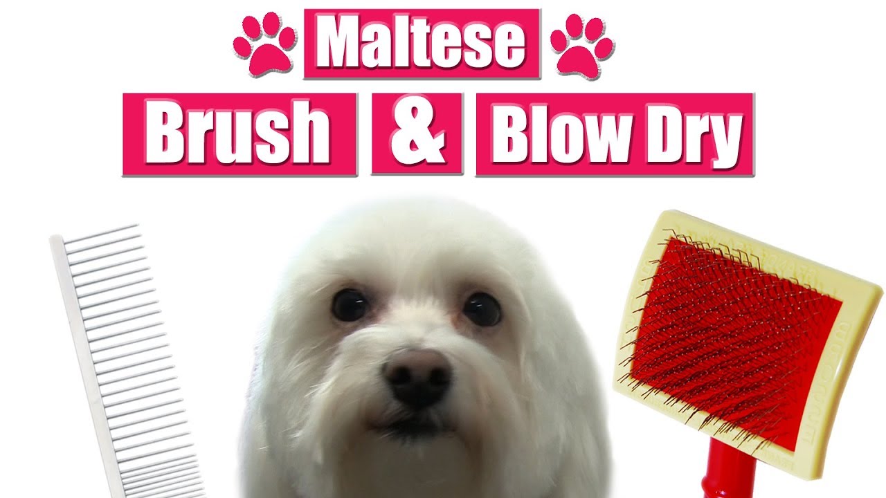 best dog brush for maltese