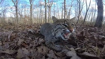 TRAPPING a BOBCAT with FOOTHOLDS!