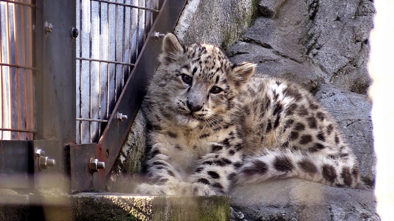 ユキヒョウの赤ちゃん 旭山動物園 Youtube