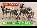 Wild Dogs of Red Sands, Shingwedzi, Kruger National Park   October 2020