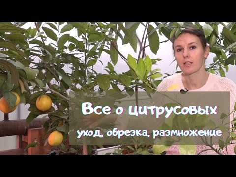 Все о цитрусовых  Уход, обрезка, размножение