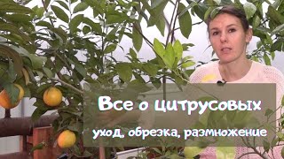 All About Citrus Grooming, Pruning, Reproduction