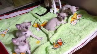 Cute Oriental Shorthair Kittens by Kittypuppy TV 347 views 8 months ago 1 minute, 51 seconds