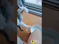 Funny cats video 😋😋