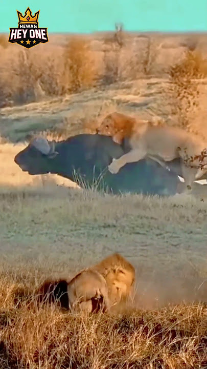 Pertarungan Sengit! Singa vs Kerbau di Alam Liar 🦁🐃 #Wildlife