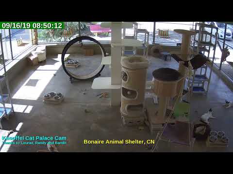 video editing software free Animal Shelter Bonaire Live Stream