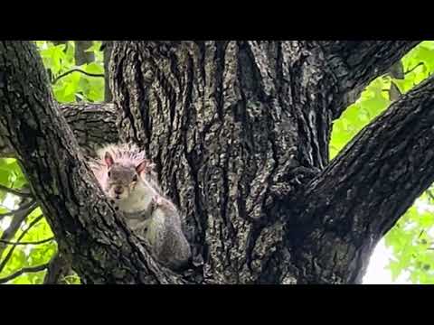 New York City Park-Relaxing 🌳🍃💚 🐿️