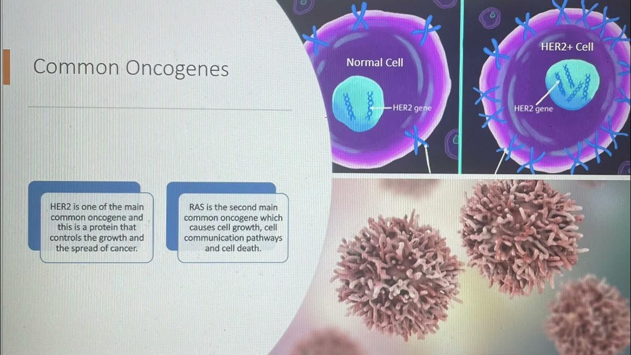 Oncogenes Mutation role in causing cancer and How Oncogenes are ... Biology Diagrams