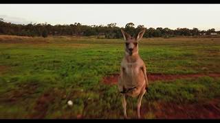 Kangaroo attacks drone