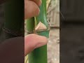 grafting bamboo trees  #shorts