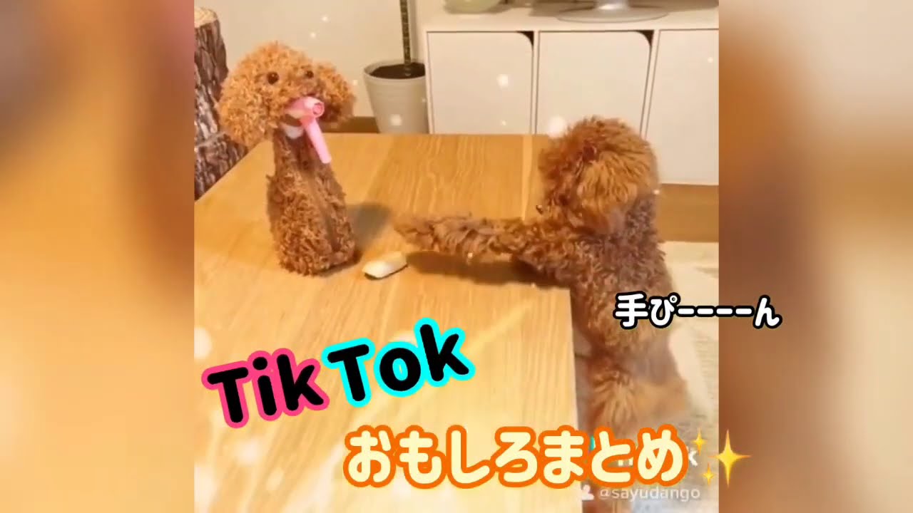 Tiktokおもしろまとめ トイプードル ティーカッププードル 犬 動物がかわいいyoutube動画はここだ
