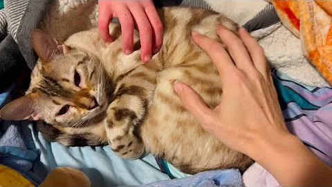 Watch the video about Sleepy kitty bun has EXTRA SWEET meows!