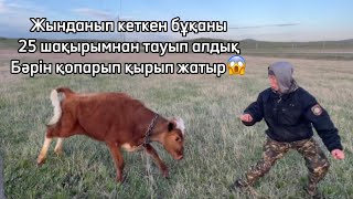 Жынданып кеткен бұқа😱