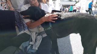 BLACK LAB RETRIEVER Mix LOVES ICE CREAM!!! by Shema Israel 205 views 4 years ago 3 minutes, 7 seconds