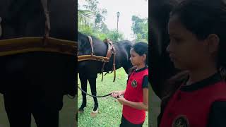 Equipping the(Hera) horse with accessories for pulling the cart. by Saajan Saji Cyriac 500 views 4 months ago 7 minutes, 28 seconds
