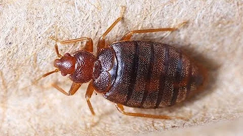 In 60 Seconds: 5 effective home remedies for bedbugs