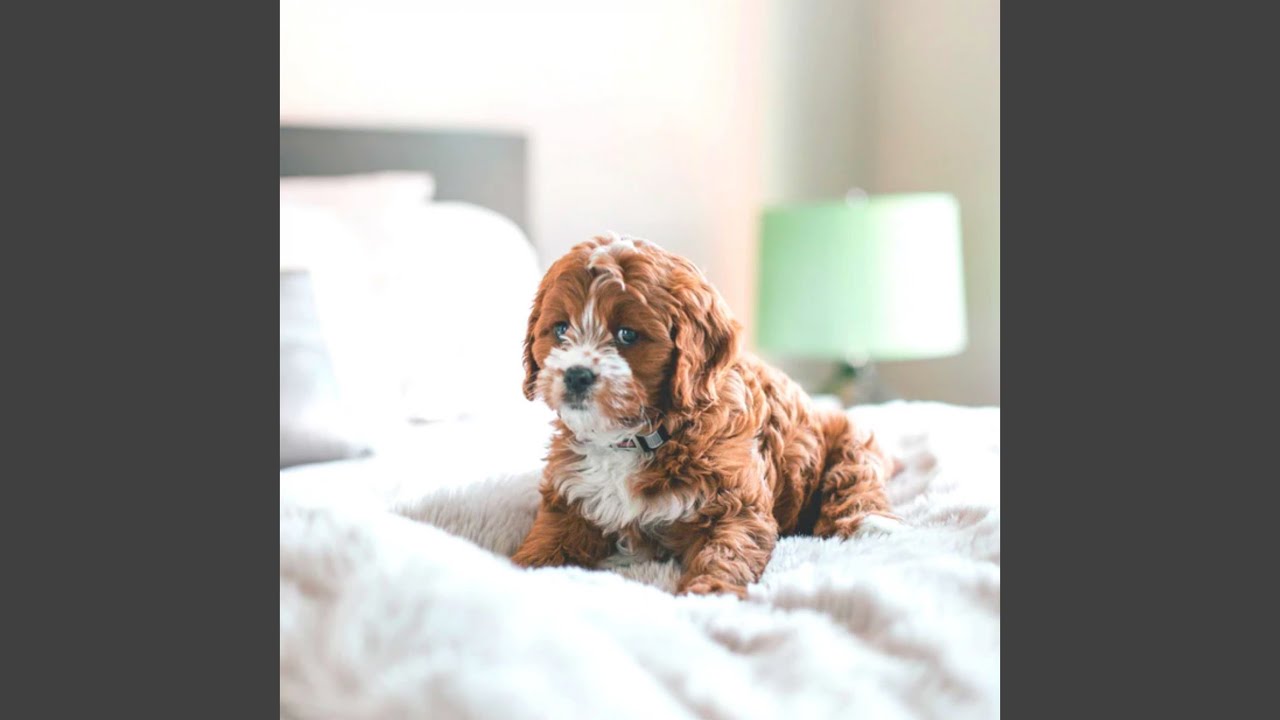 Dreams (Puppies) YouTube