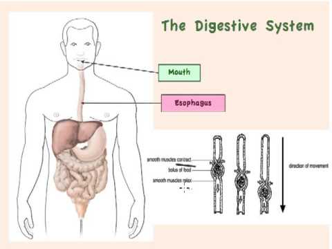 Nutrition 3 - The Digestive System - YouTube