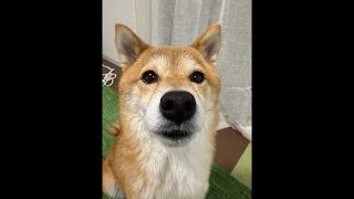 福チャンネルの初ライブです！