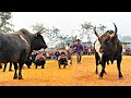 Yak  thohki  iadaw masi today  bullfighting