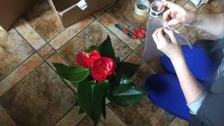видео: упаковка антуриума за 15 минут для пересылки по почте картинка: упаковка антуриума за 15 минут для пересылки по почте