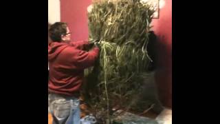 Exploding Christmas Tree