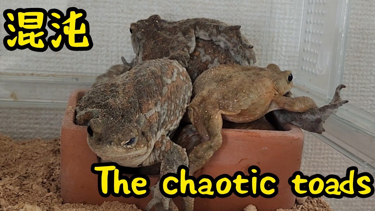 I want to keep dreaming forever.夢なら覚めないで#toad #frog #カエル #cute #sapo #reptiles 