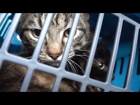 Video: Ø Af Katte I Japan. Forsigtig, Fnug Er Af Skalaen