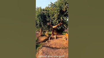 اللهم شعور هذا الآية❤️#quran #like #islam  #المنشاوي #تلاوة_خاشعة #السعادة #explore #اكسبلور #لايك
