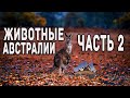 Пожары в Австралии ! Видео животных которых спасали люди часть 2 ! Австралия 2020 !  Bushfires !