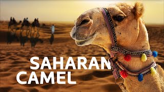 The Sahara Desert's Remarkable Camels | Art Wolfe's Travels To The Edge | All Out Wildlife by All Out Wildlife 4,116 views 1 month ago 1 hour, 32 minutes