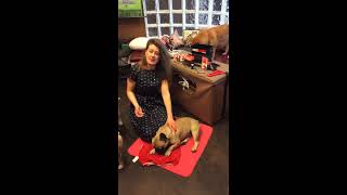 Vet from Bow Bottom Veterinary Hospital in Calgary discusses how Kinesiology Tape can benefit pets by Bow Bottom Veterinary Hospital 581 views 4 years ago 5 minutes, 35 seconds