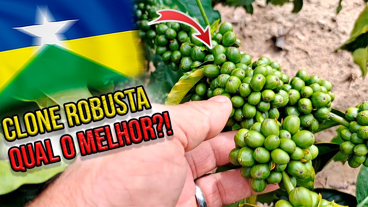 Esse Foi o Clone de Café Robusta que Mais Gostei