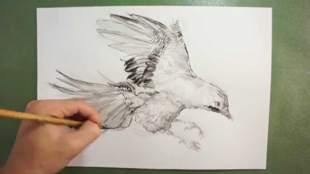 筆のイラスト描き方 絵の上達法を実演解説 カケス How To Draw Eurasian Jay Youtube