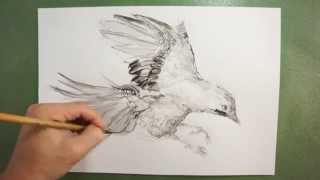筆のイラスト描き方 絵の上達法を実演解説 カケス How To Draw Eurasian Jay Youtube 筆のイラスト描き方 絵の上達法を実演解説 カケス How To Draw Eurasian Jay Youtube