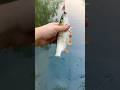 Рыбалка на голавля. Белый хищник #fishing #рыбалка