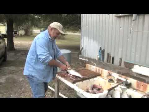 Professor William Massey - How To Quickly Clean A Mullet