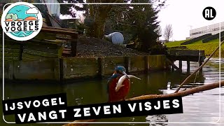 IJsvogel vangt zeven visjes | Zelf Geschoten | Vroege Vogels