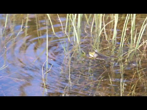 Video: Moor sammakko: elämäntavan ja lisääntymisen piirteet