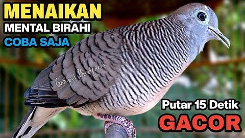 Perkutut Lokal Gacor Suara Paling Ampuh Untuk Pancingan Burung Perkutut Agar Bunyi