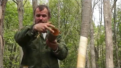 Травовед. Ольха. Рассказывает Моряков Сергей Викторович