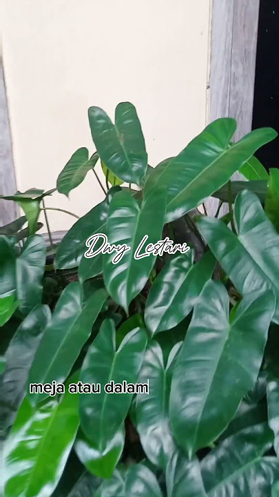 Philo Brekele - Tanaman Yang Bikin Ruangan Auto Adem