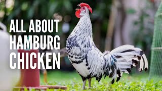 Hamburg Chickens: Everything You Need to Know